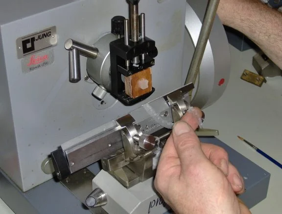 조직표본 제작(고정·탈수·포매·박절) · rotary microtome cutting a paraffin embedded specimen using a disposable blade. The paraffin embeded specimen is mounted on a small bloc of wood. Section thickness is 5 µm.