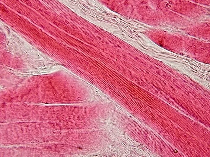 조직학 · Skeletal muscle - longitudinal section