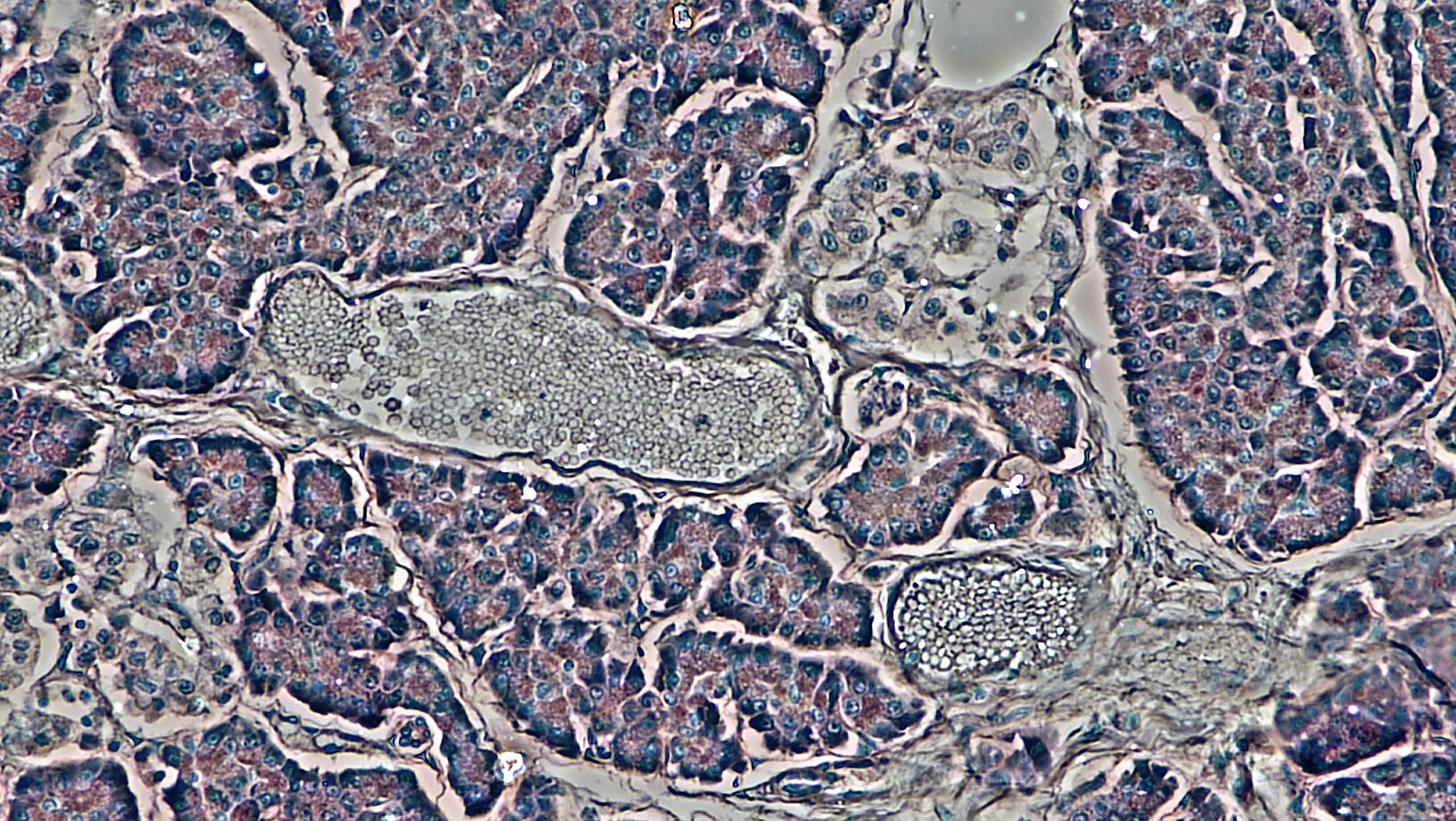 조직학 · cross section: human pancreas magnification: 200x by phase contrast hematoxylin eosin stain