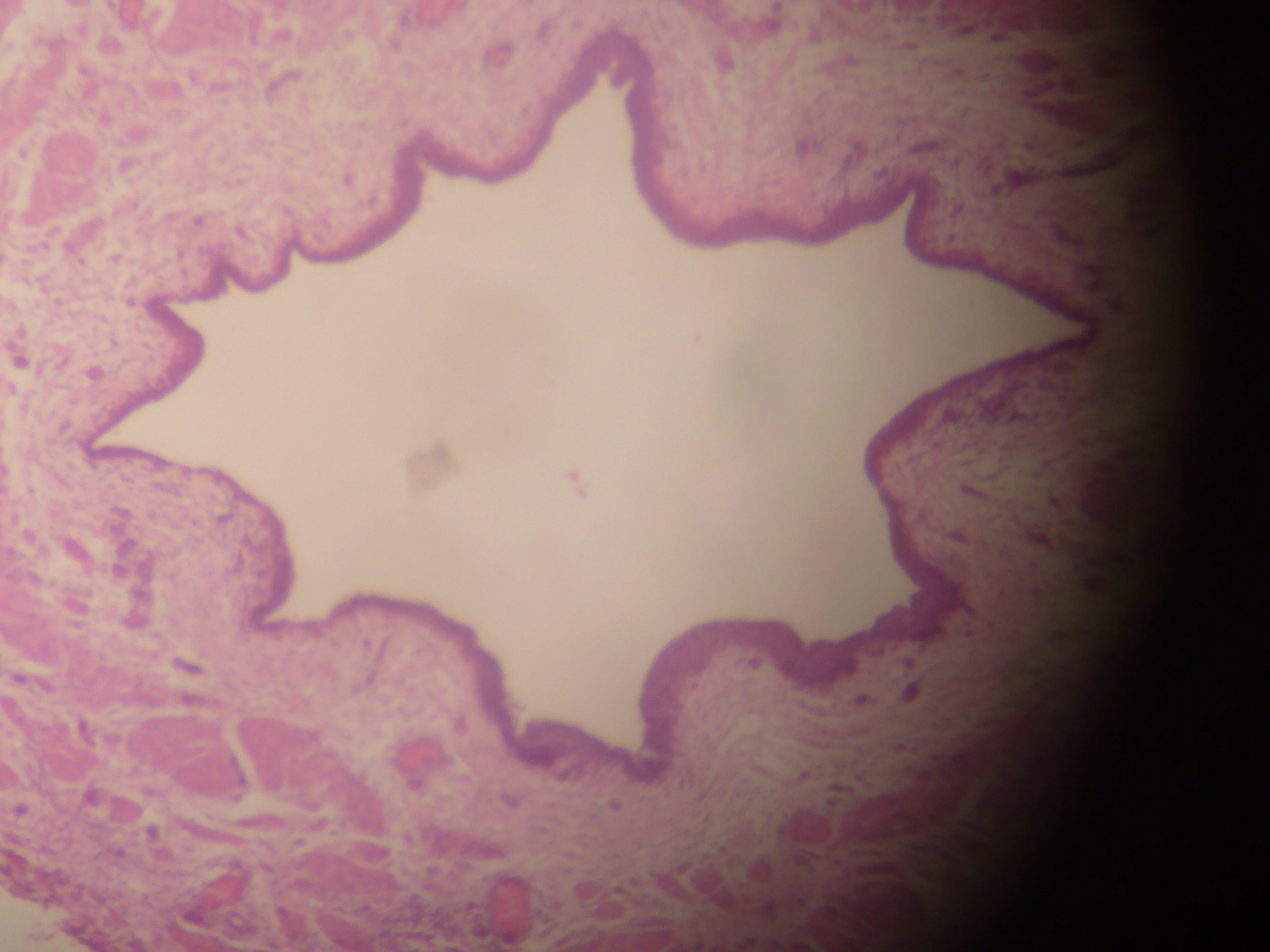 조직학 · Author' own picture. Human Ureter. Digital camera shot through a microscope.