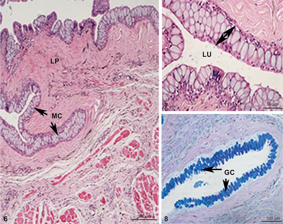 조직검사학 · Figures 6–8; Photograph illustrating the transverse section of oesophagus containing mucus cells (arrow), lamina propria and lumen (6–7 stained with Hematoxylin and eosin stain). (8) Mucus-sec