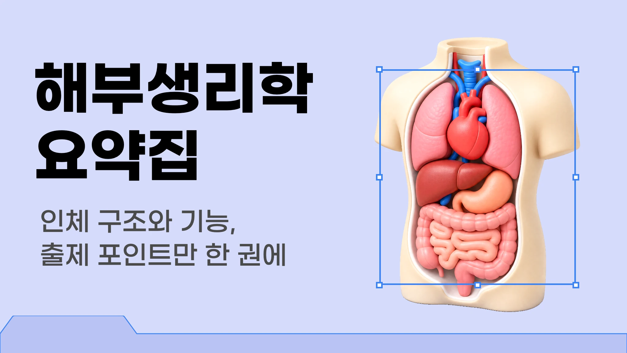 [국시 핵심요약] 출제 포인트로 정리하는 해부생리학