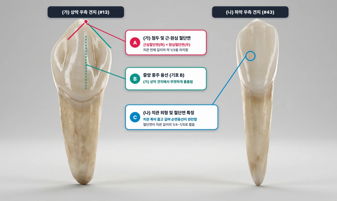 상악 우측 견치(가)와 하악 우측 견치(나)의 순면 외형 비교 판독