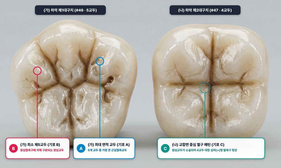하악 제1대구치(가)와 하악 제2대구치(나)의 교합면 교두·열구 비교