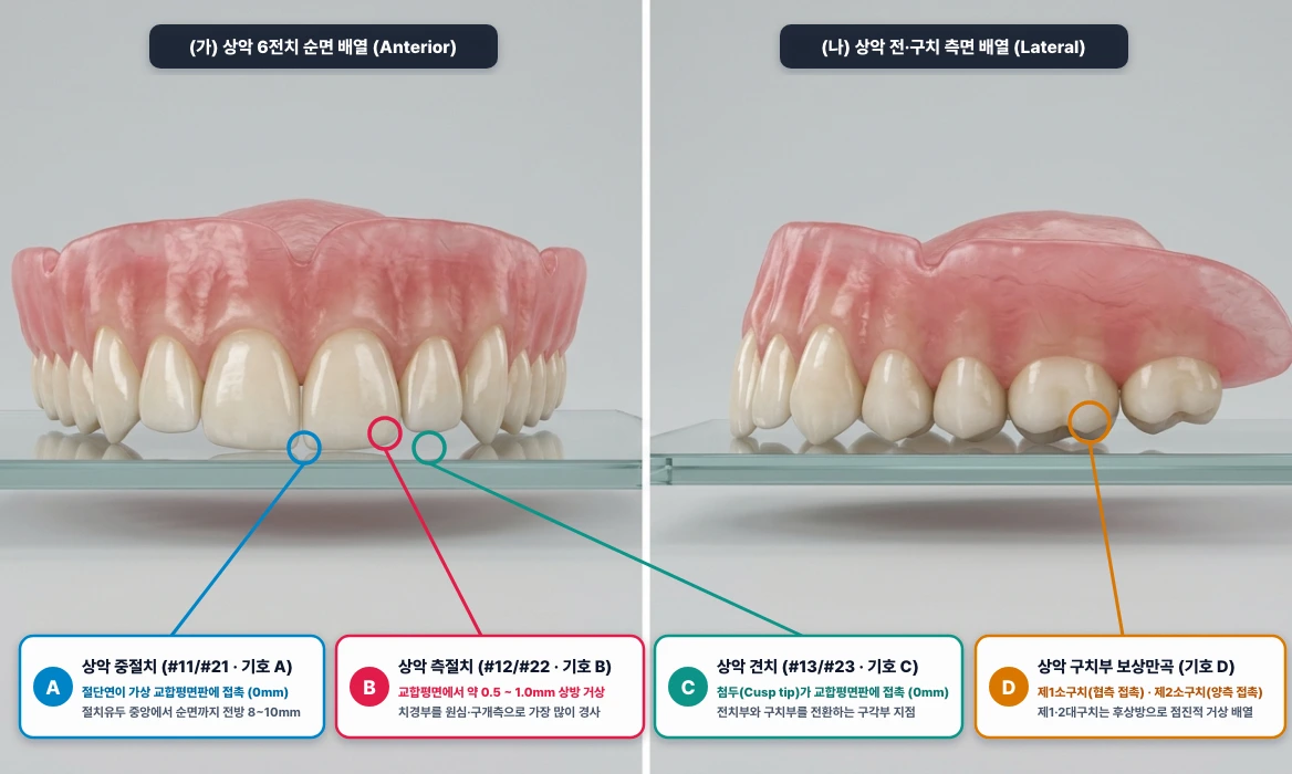총의치 가상 교합평면(Glass Plate) 대비 상악 6전치(중절치·측절치·견치) 및 구치부 인공치 배열 기준
