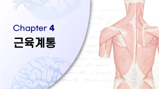 CHAPTER 4 근육계통