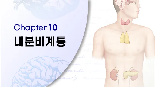CHAPTER 10 내분비계통
