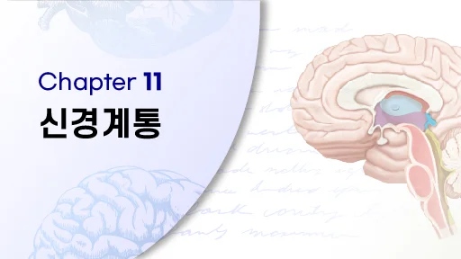 CHAPTER 11 신경계통