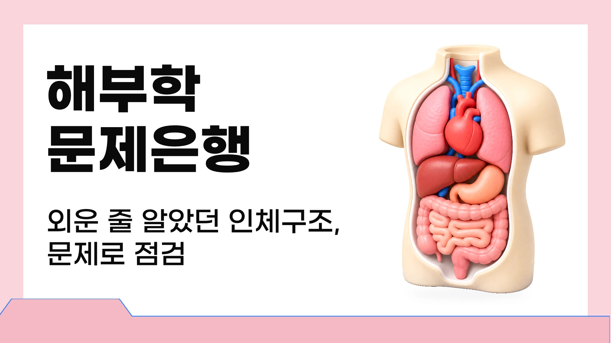 해부학