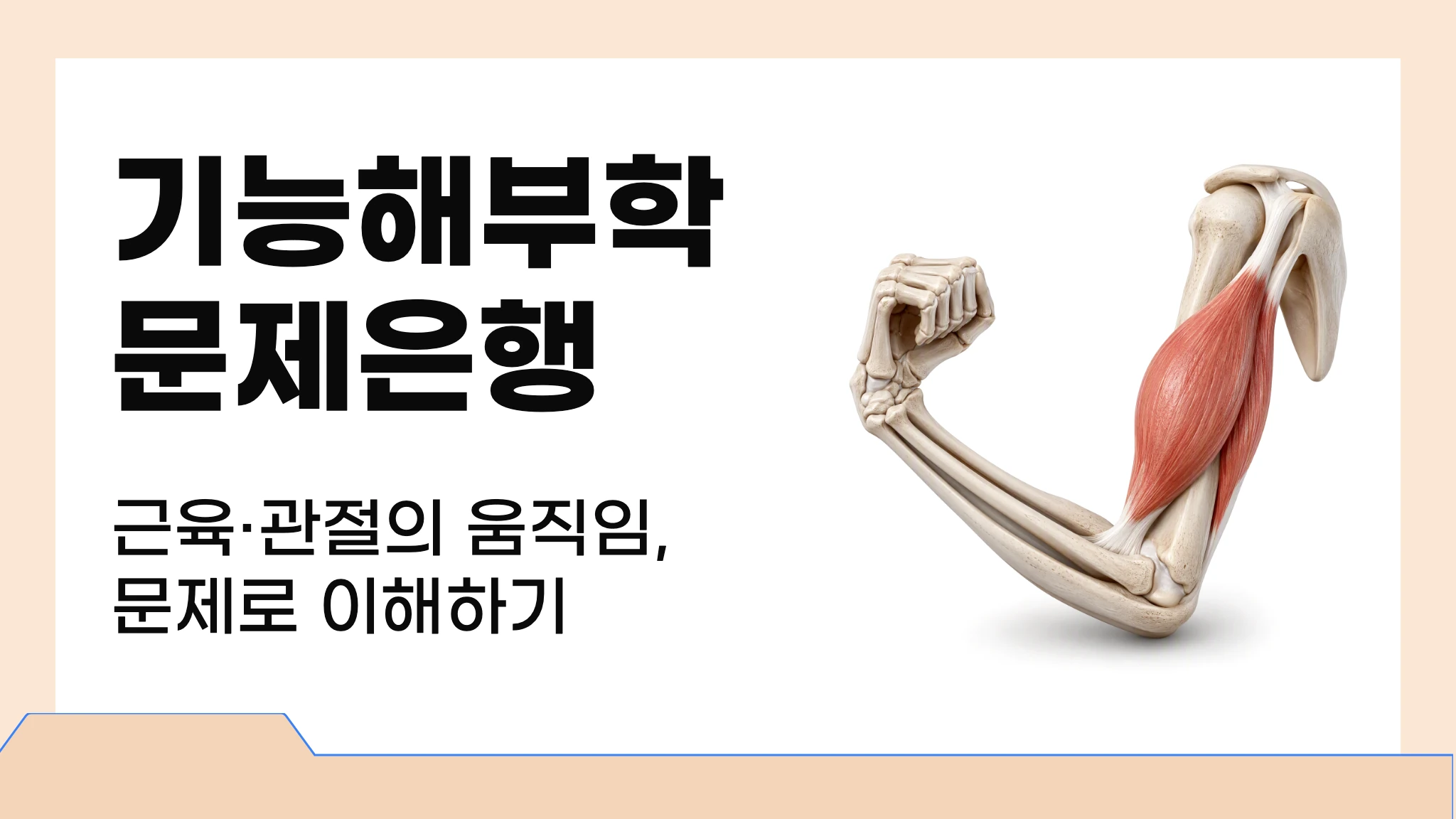 기능해부학