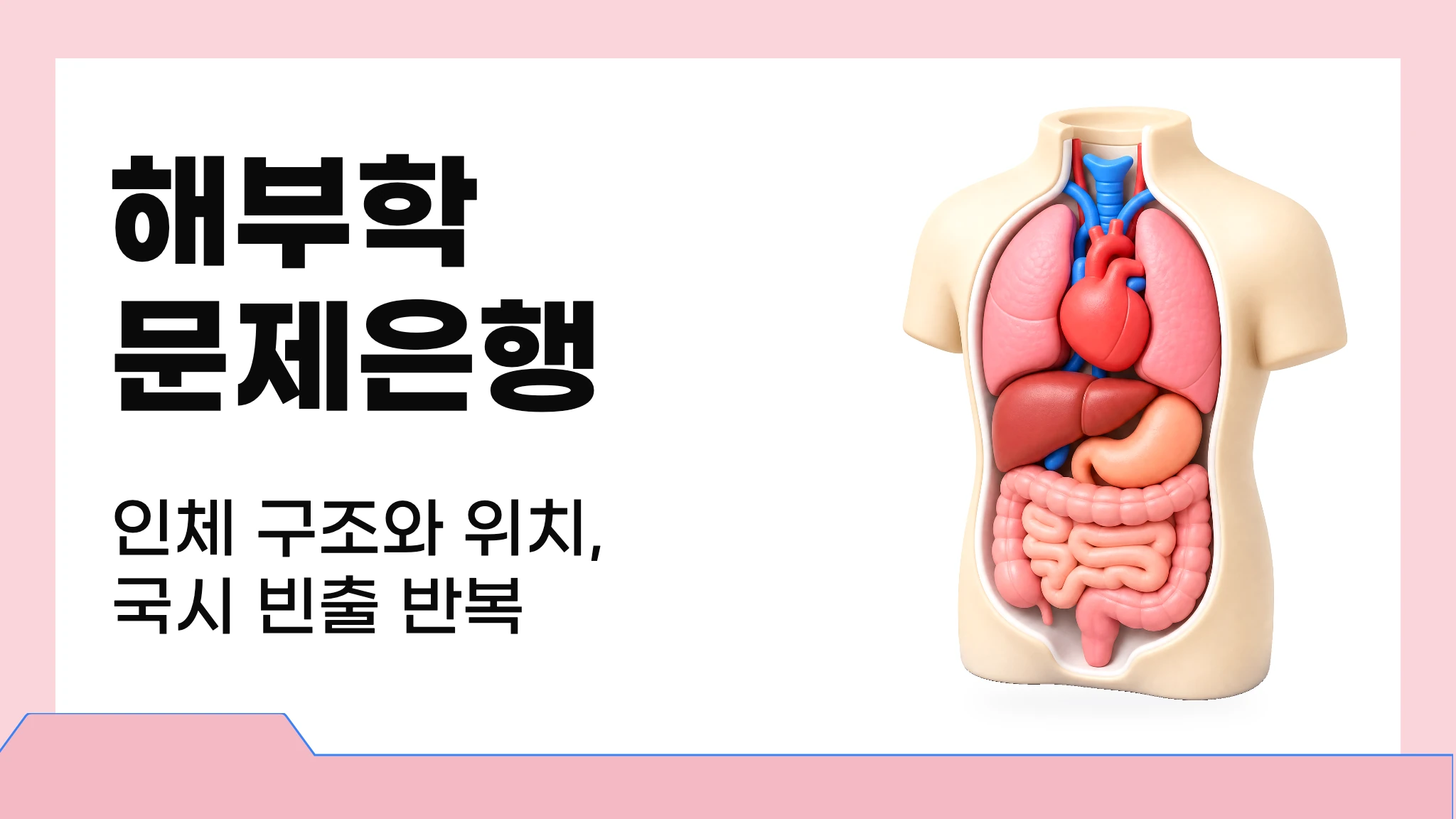 해부학