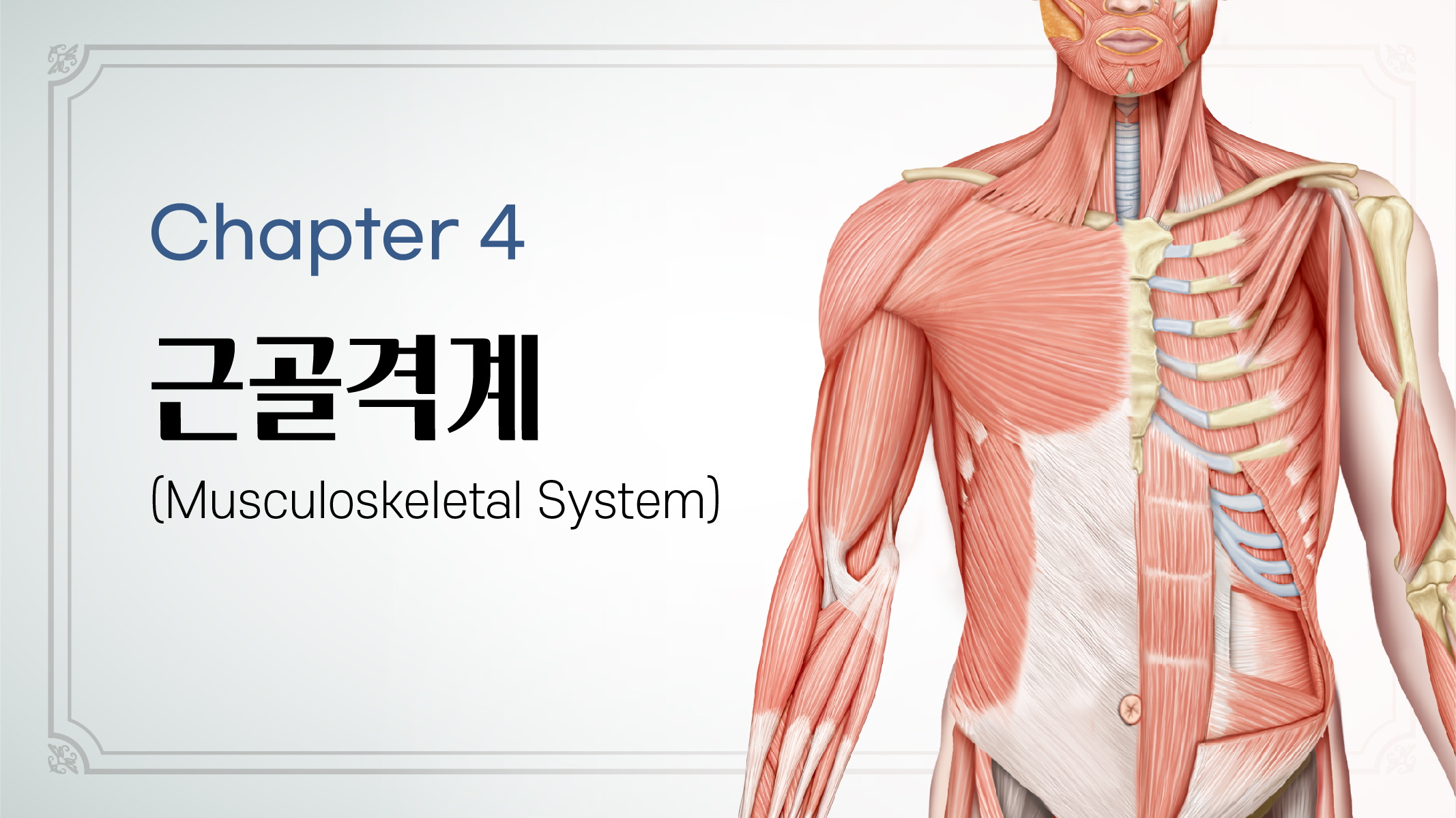 Chapter 4. 근골격계
