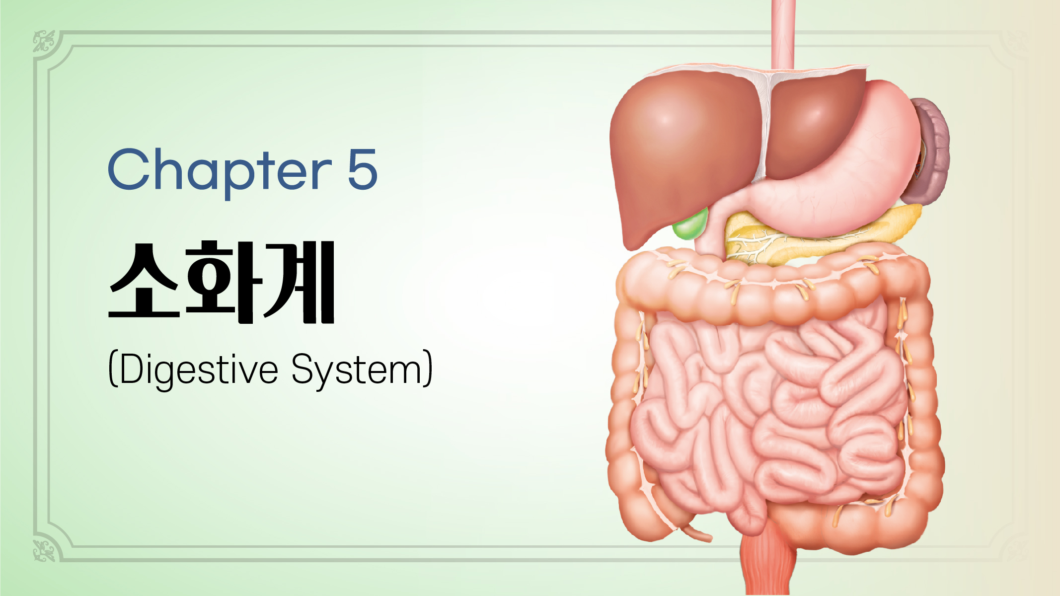 Chapter 5. 소화계