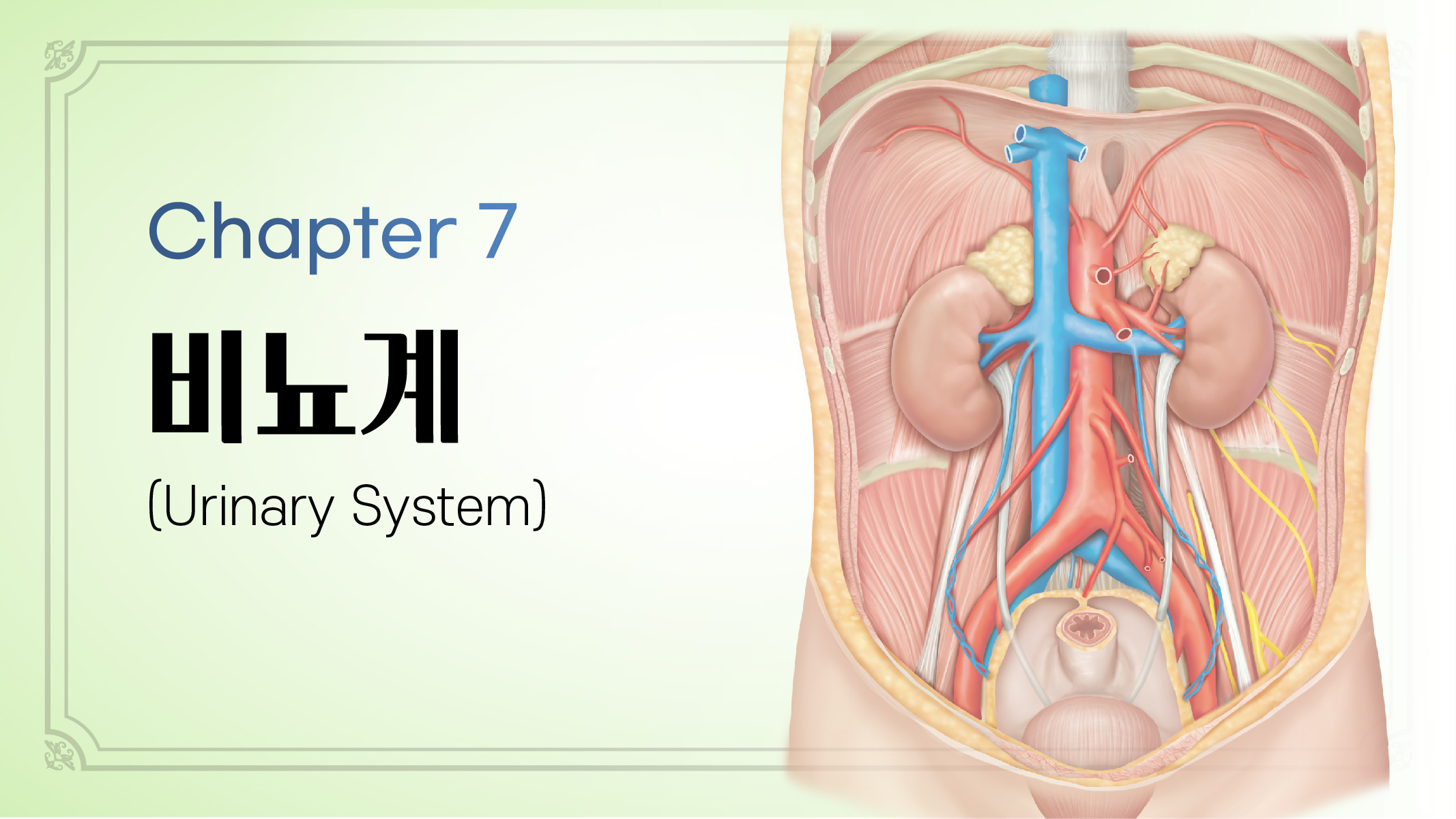 Chapter 7. 비뇨계 