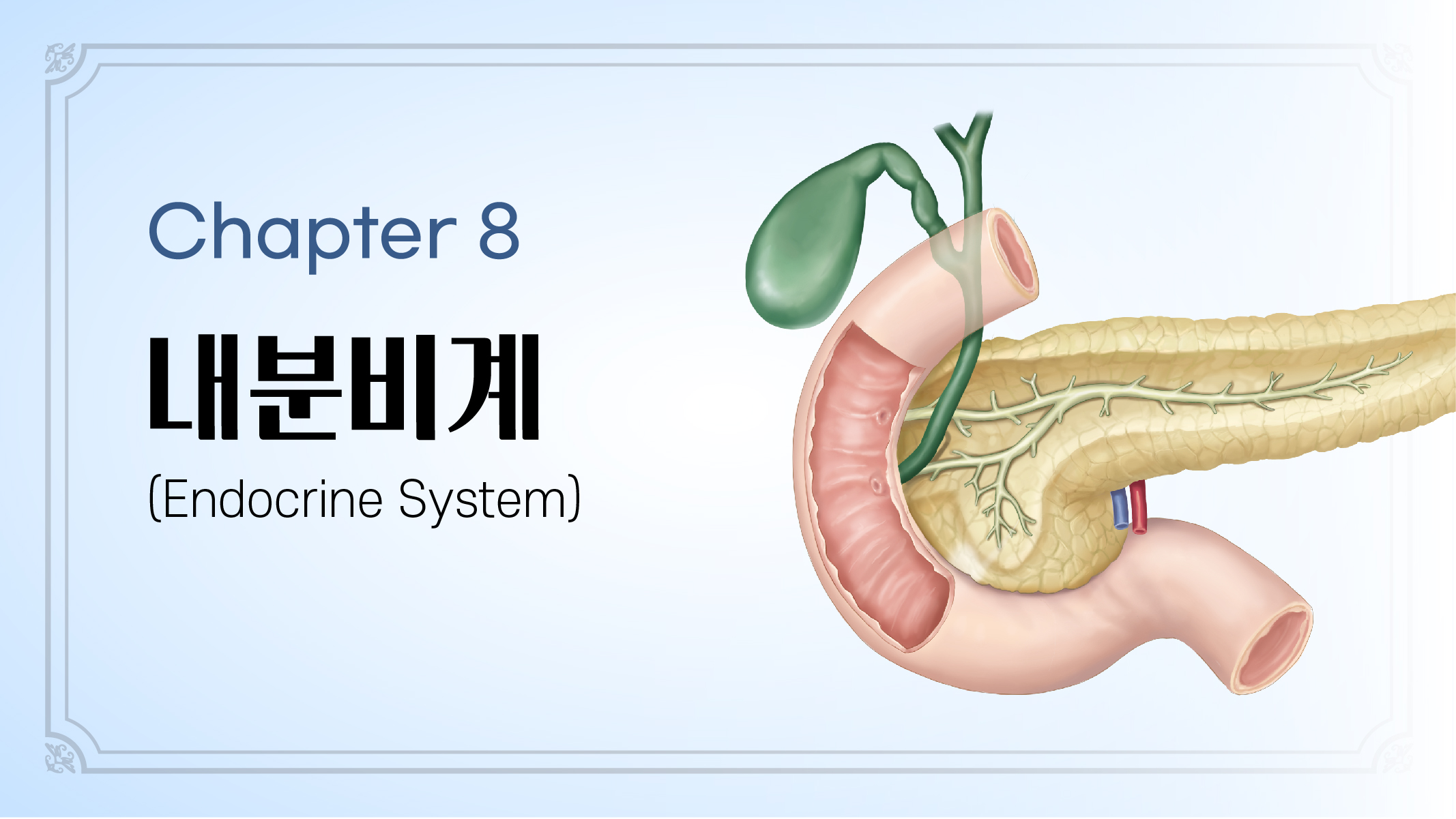 Chapter 8. 내분비계