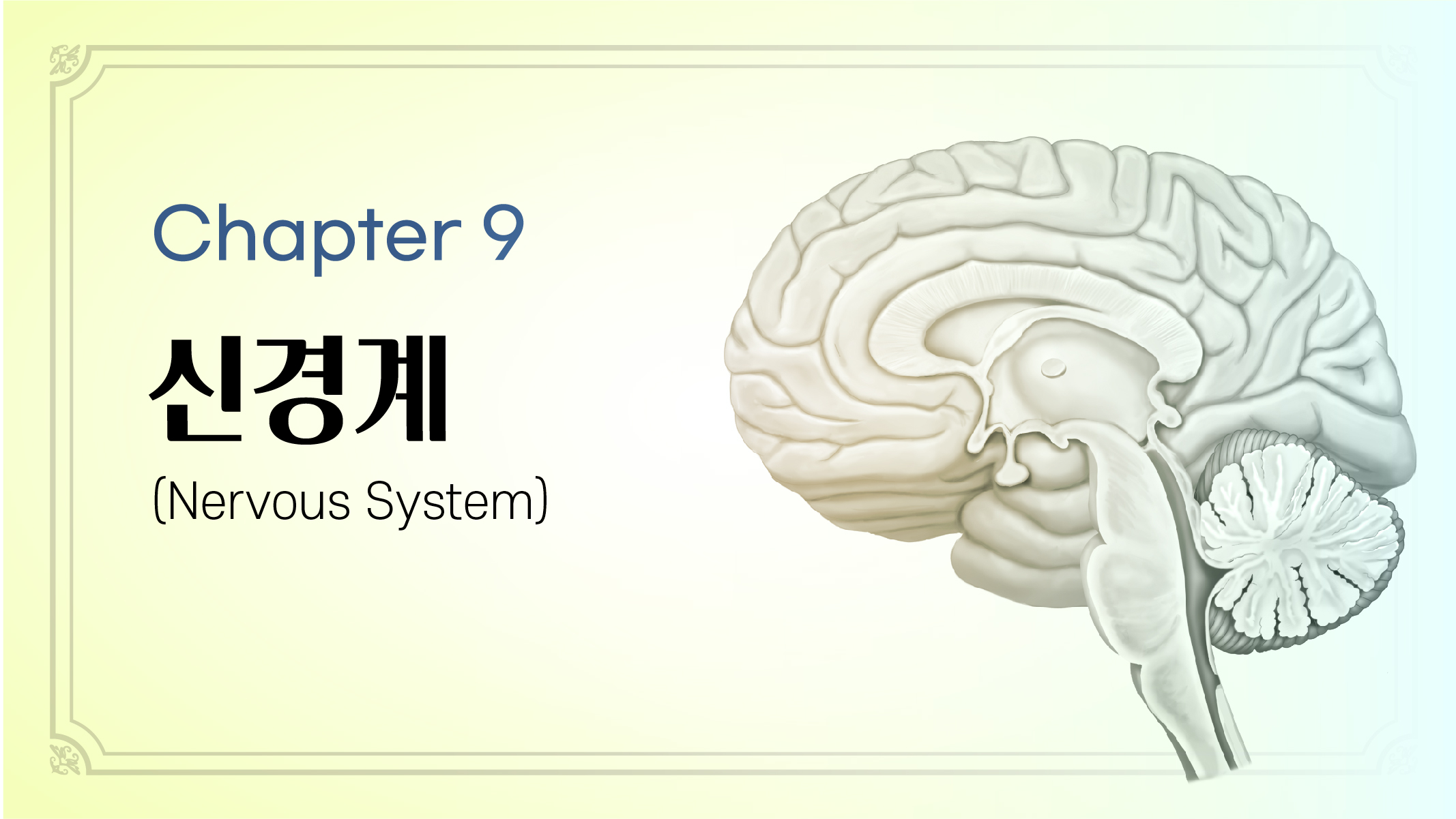 Chapter 9. 신경계