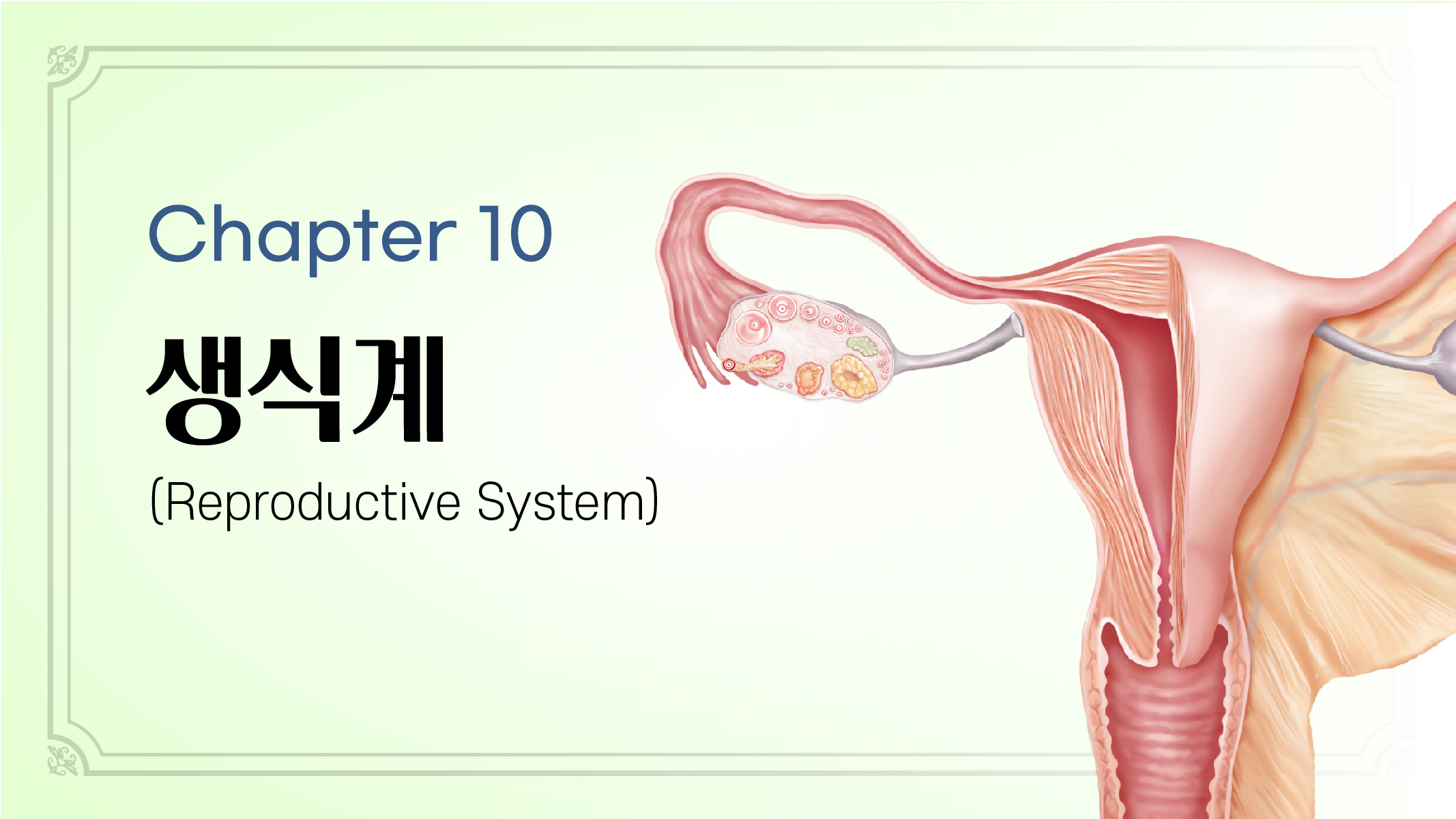 Chapter 10. 생식계 