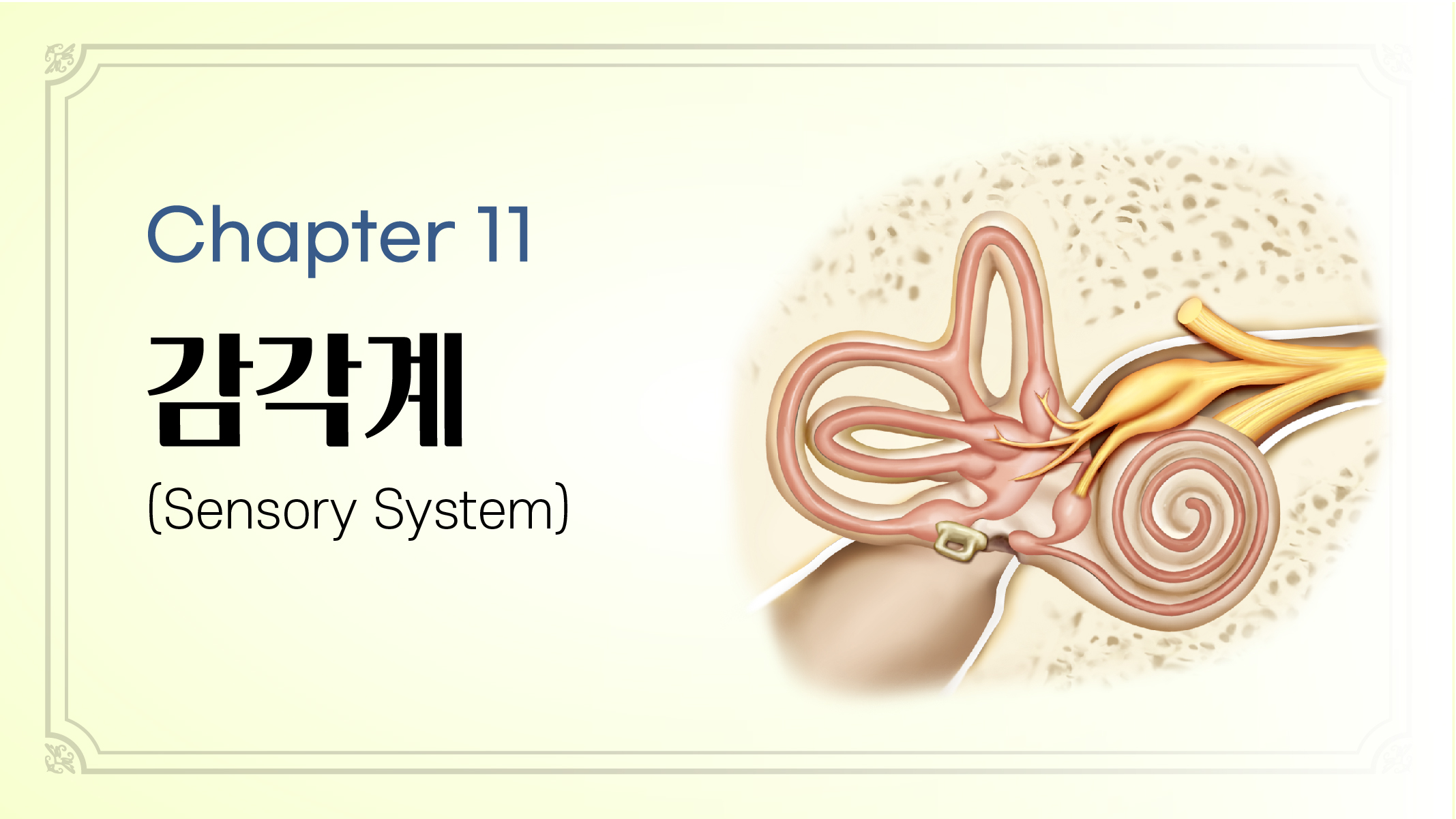 Chapter 11. 감각계 