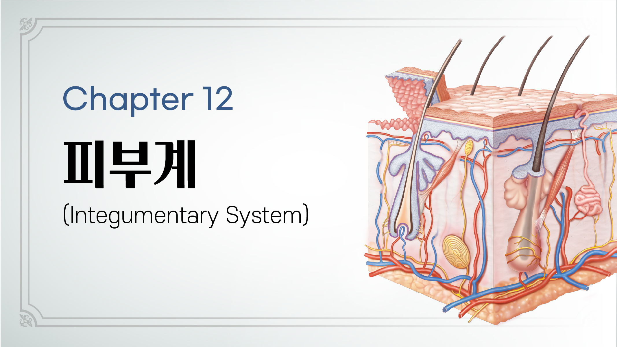 Chapter 12. 피부계