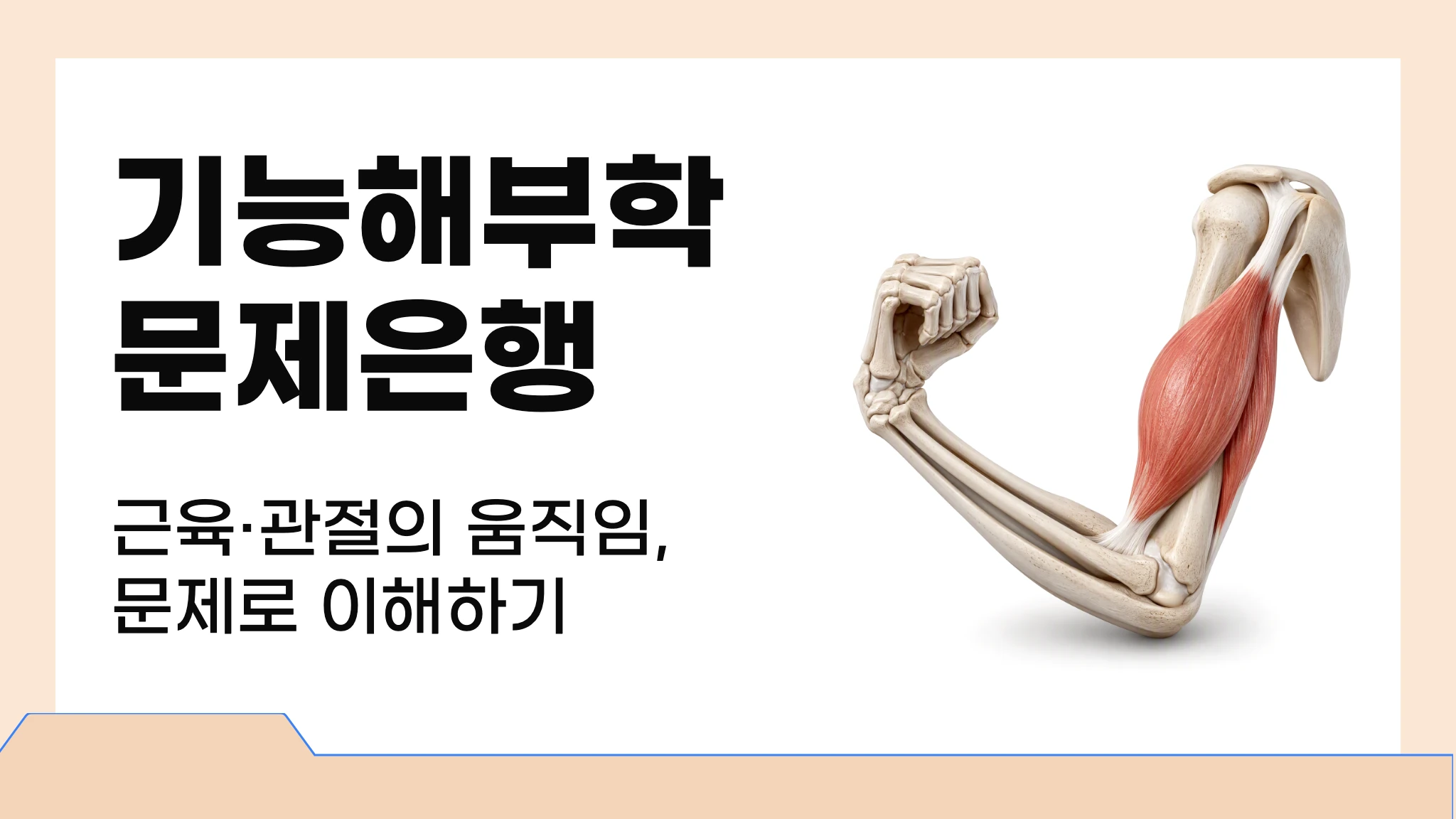 기능해부학