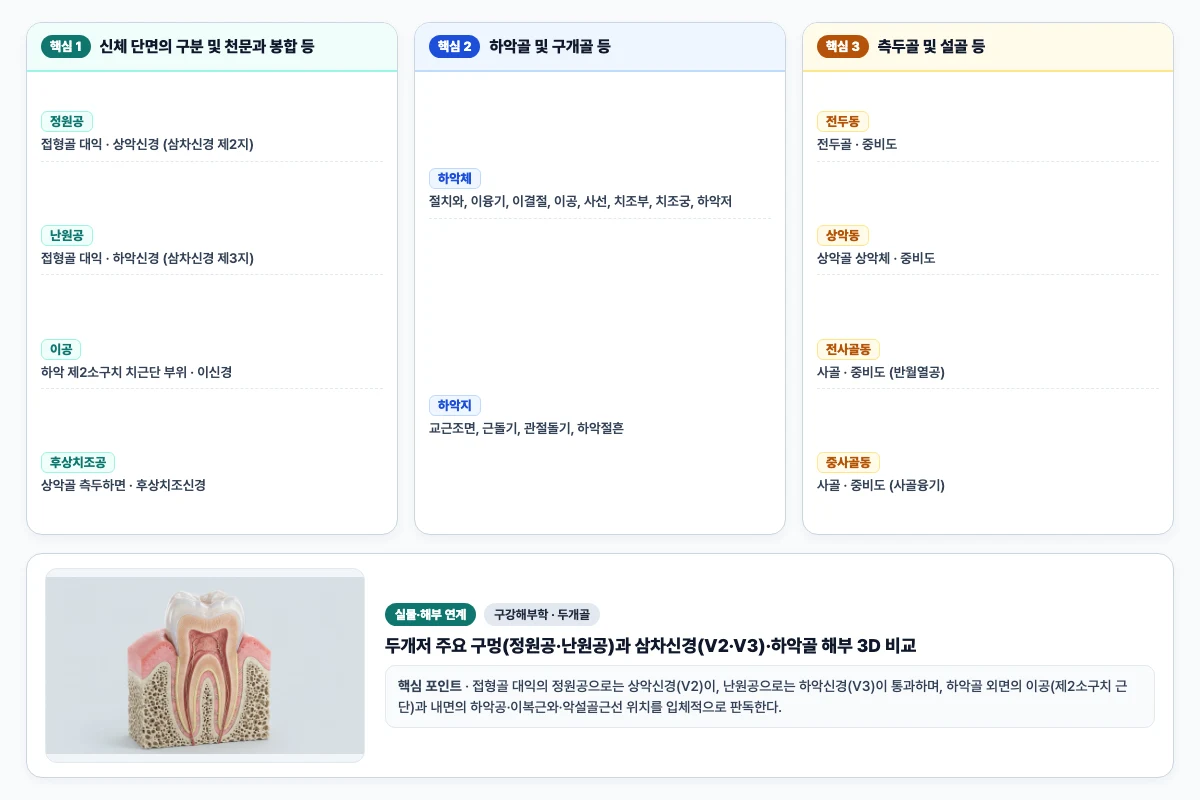 구강해부학 두개골 핵심 비교 및 단계별 기전 도해