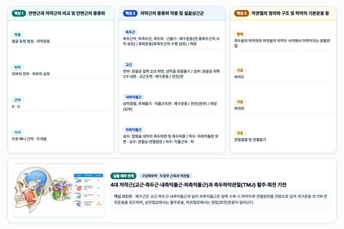 구강해부학 두경부 근육과 악관절 핵심 비교 및 단계별 기전 도해
