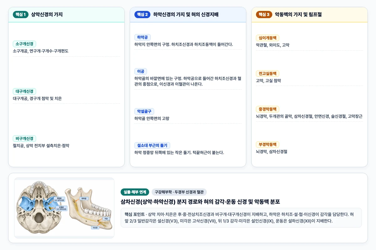 구강해부학 두경부 신경과 혈관 핵심 비교 및 단계별 기전 도해