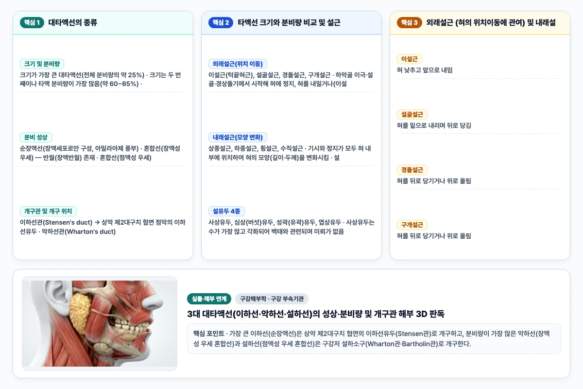 구강해부학 구강 부속기관 핵심 비교 및 단계별 기전 도해