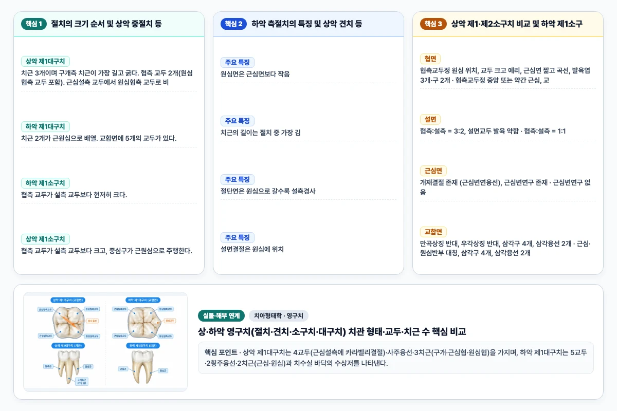 치아형태학 영구치 핵심 비교 및 단계별 기전 도해