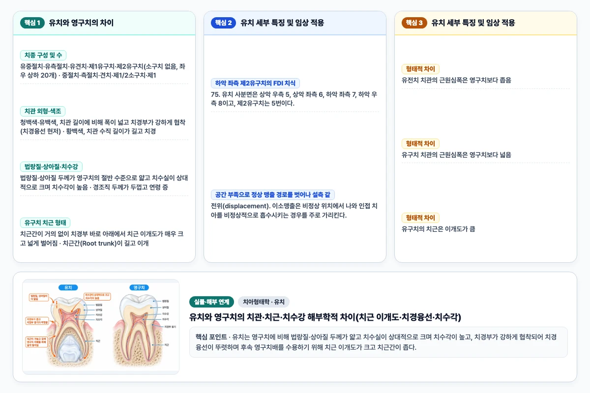치아형태학 유치 핵심 비교 및 단계별 기전 도해
