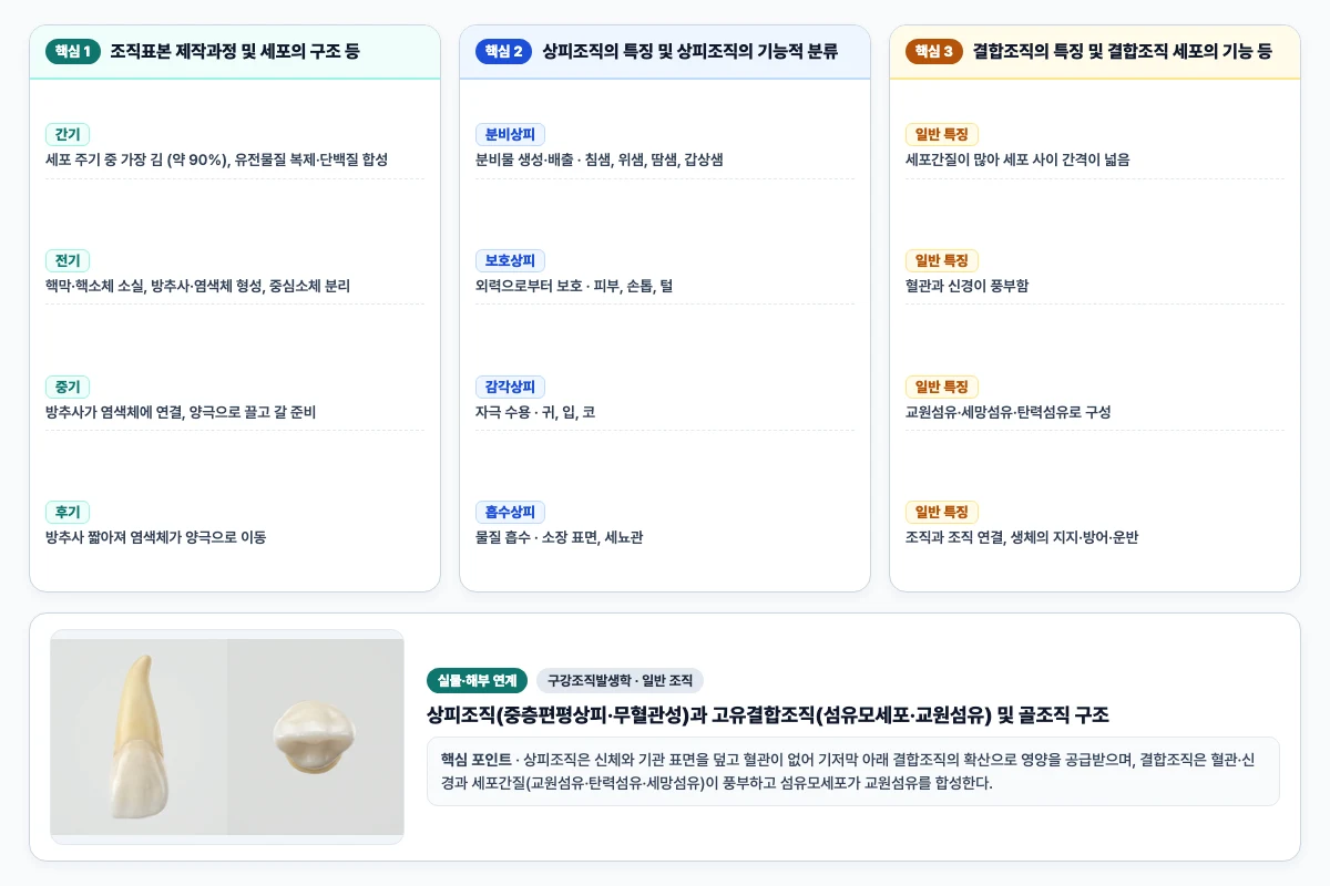 구강조직발생학 일반 조직 핵심 비교 및 단계별 기전 도해
