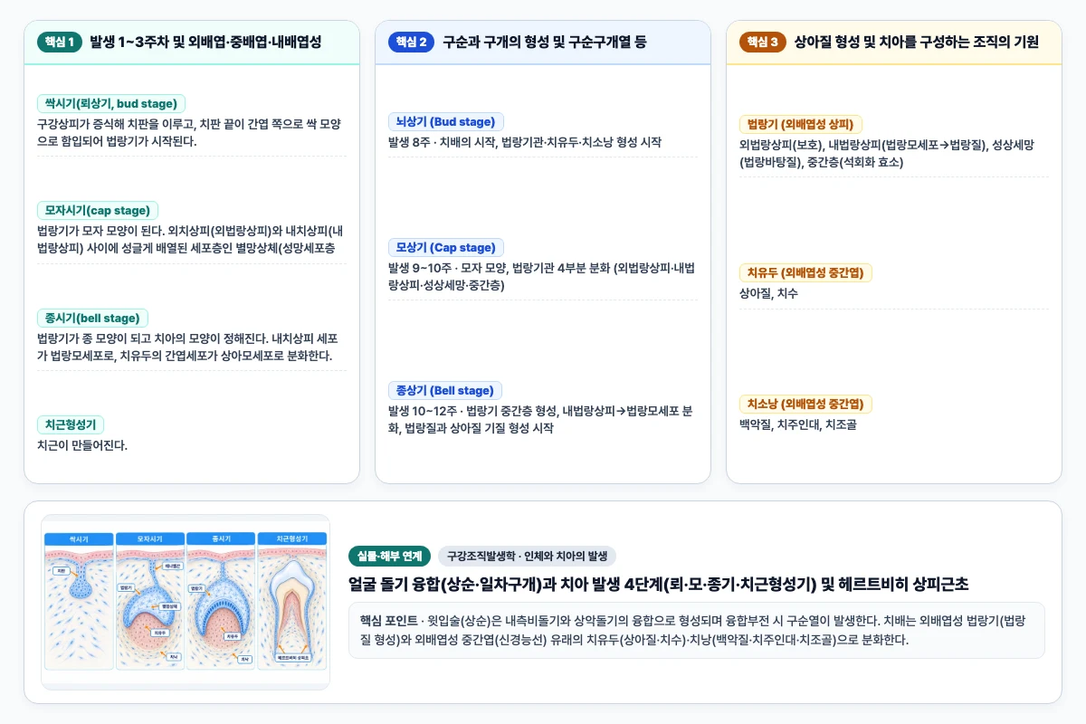 구강조직발생학 인체와 치아의 발생 핵심 비교 및 단계별 기전 도해