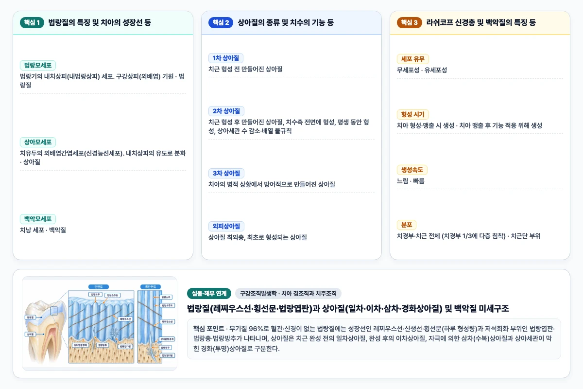 구강조직발생학 치아 경조직과 치주조직 핵심 비교 및 단계별 기전 도해