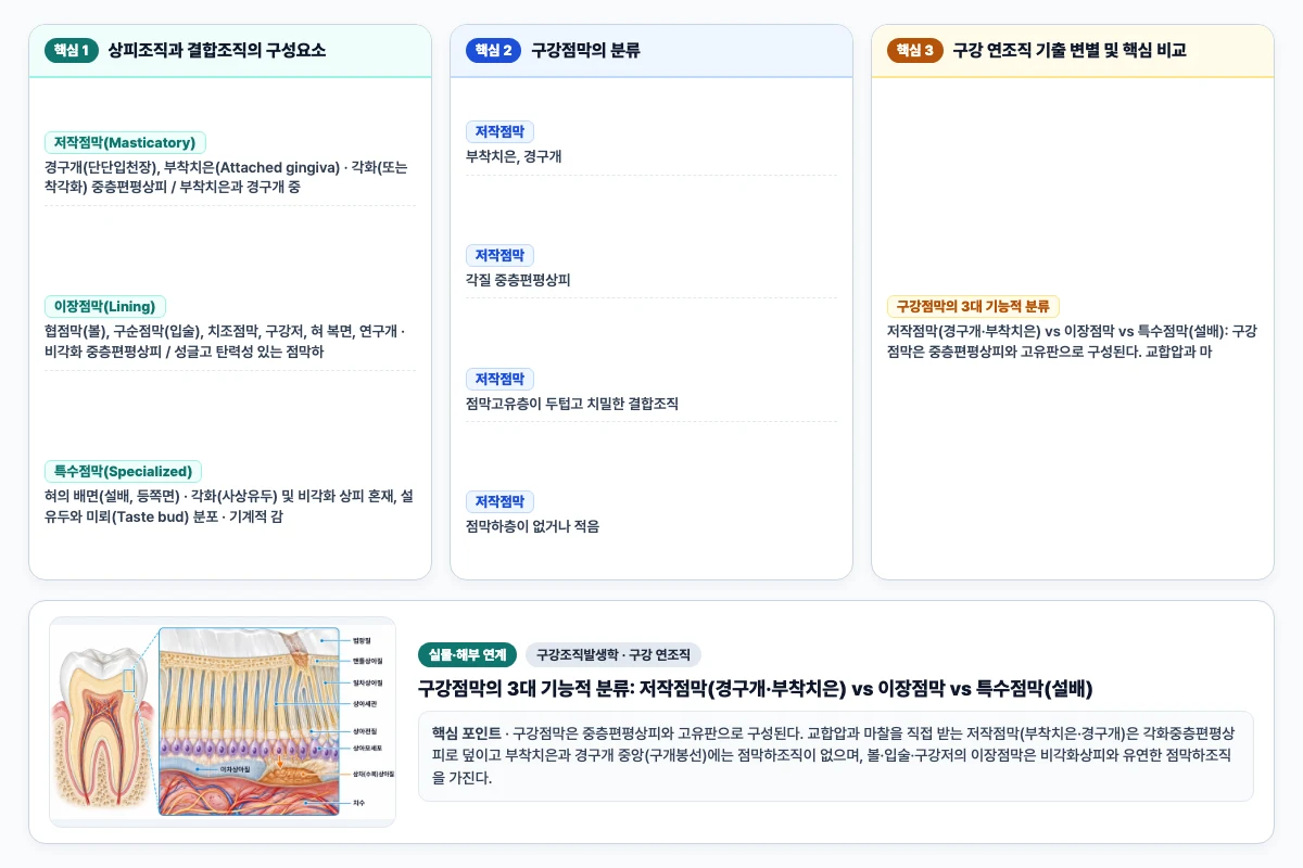 구강조직발생학 구강 연조직 핵심 비교 및 단계별 기전 도해