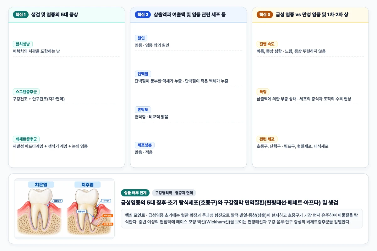 구강병리학 염증과 면역 핵심 비교 및 단계별 기전 도해