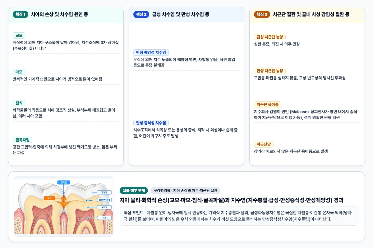구강병리학 치아 손상과 치수·치근단 질환 핵심 비교 및 단계별 기전 도해
