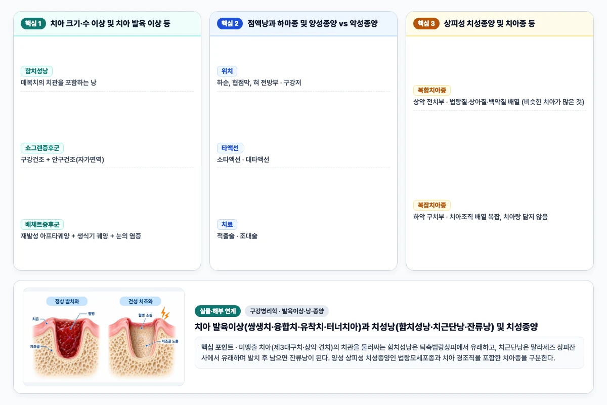 구강병리학 발육이상·낭·종양 핵심 비교 및 단계별 기전 도해
