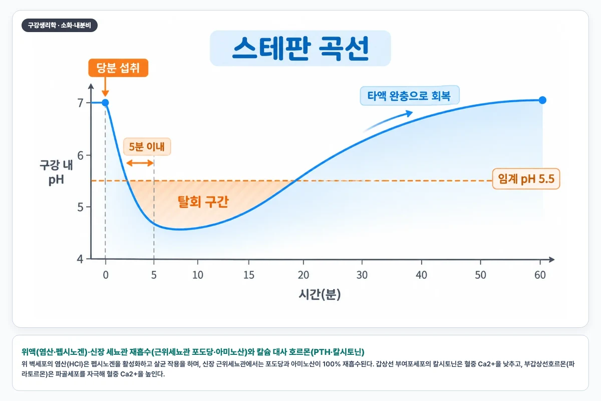 위액(염산·펩시노겐)·신장 세뇨관 재흡수(근위세뇨관 포도당·아미노산)와 칼슘 대사 호르몬(PTH·칼시토닌)