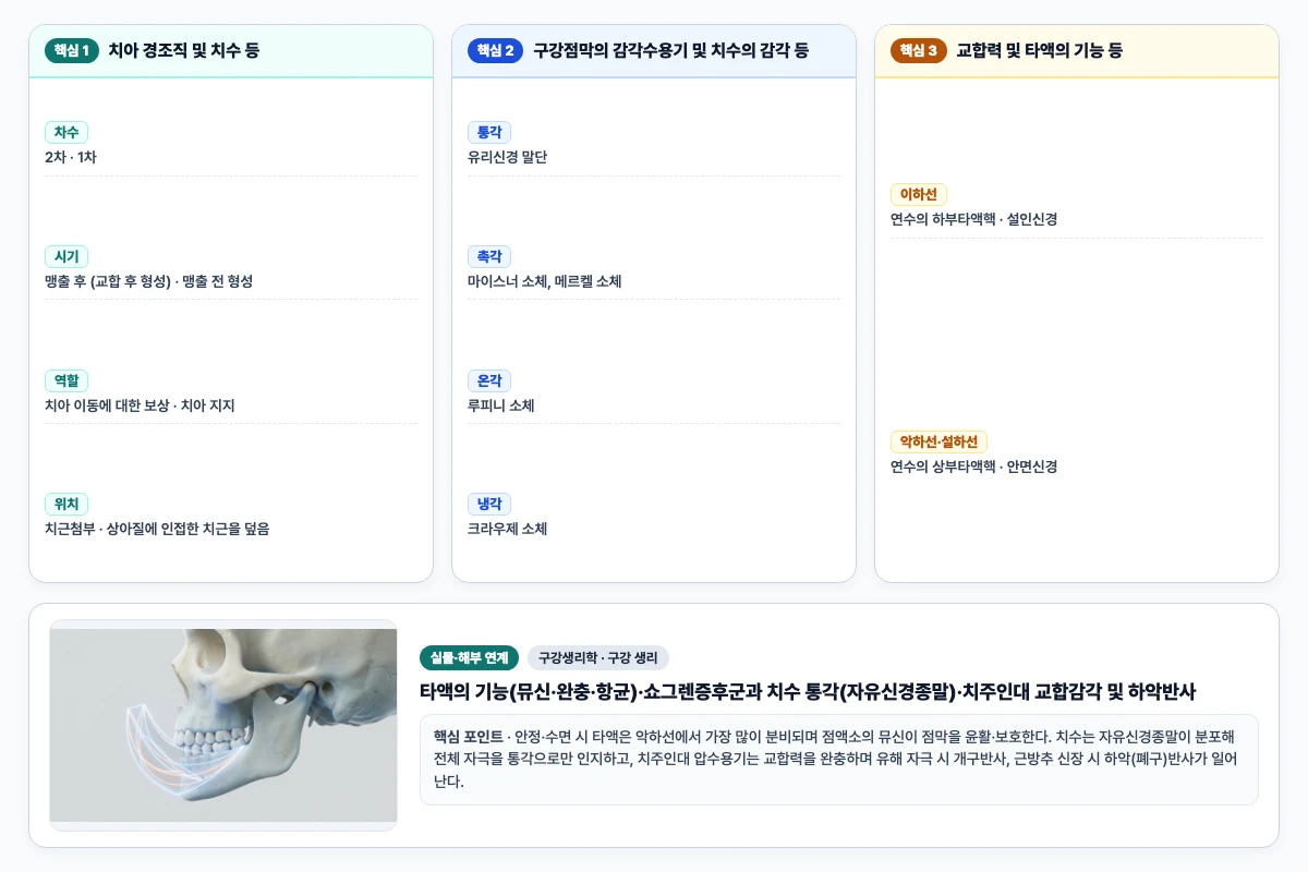 구강생리학 구강 생리 핵심 비교 및 단계별 기전 도해