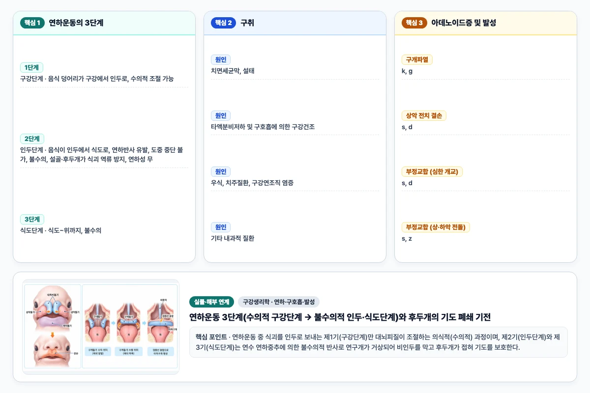 구강생리학 연하·구호흡·발성 핵심 비교 및 단계별 기전 도해
