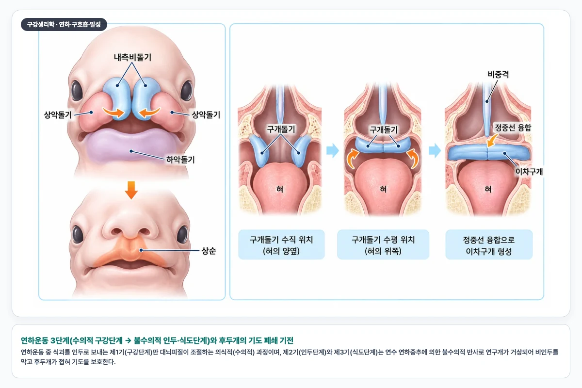 연하운동 3단계(수의적 구강단계 → 불수의적 인두·식도단계)와 후두개의 기도 폐쇄 기전
