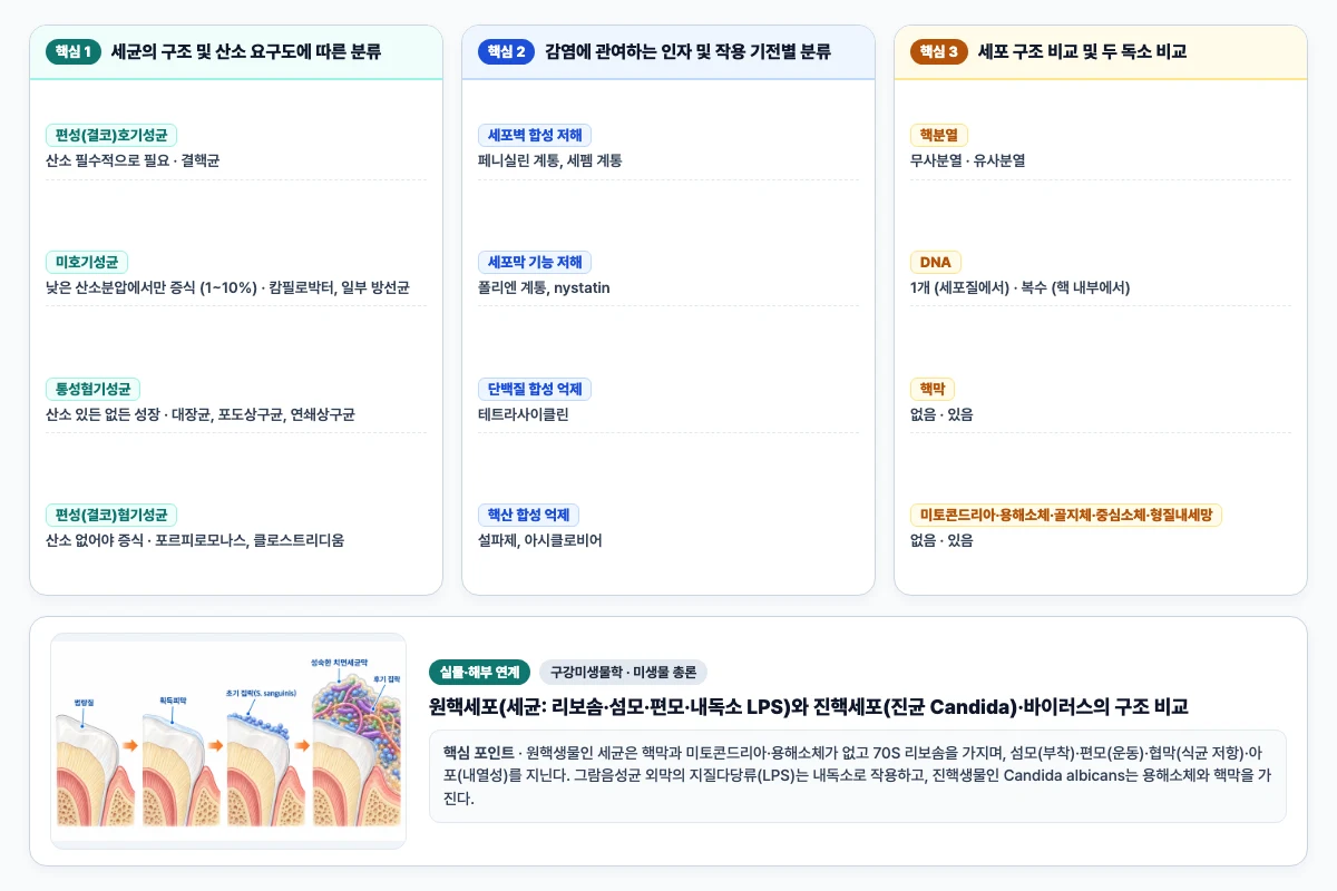 구강미생물학 미생물 총론 핵심 비교 및 단계별 기전 도해