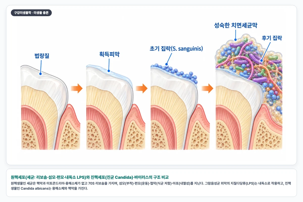 원핵세포(세균: 리보솜·섬모·편모·내독소 LPS)와 진핵세포(진균 Candida)·바이러스의 구조 비교