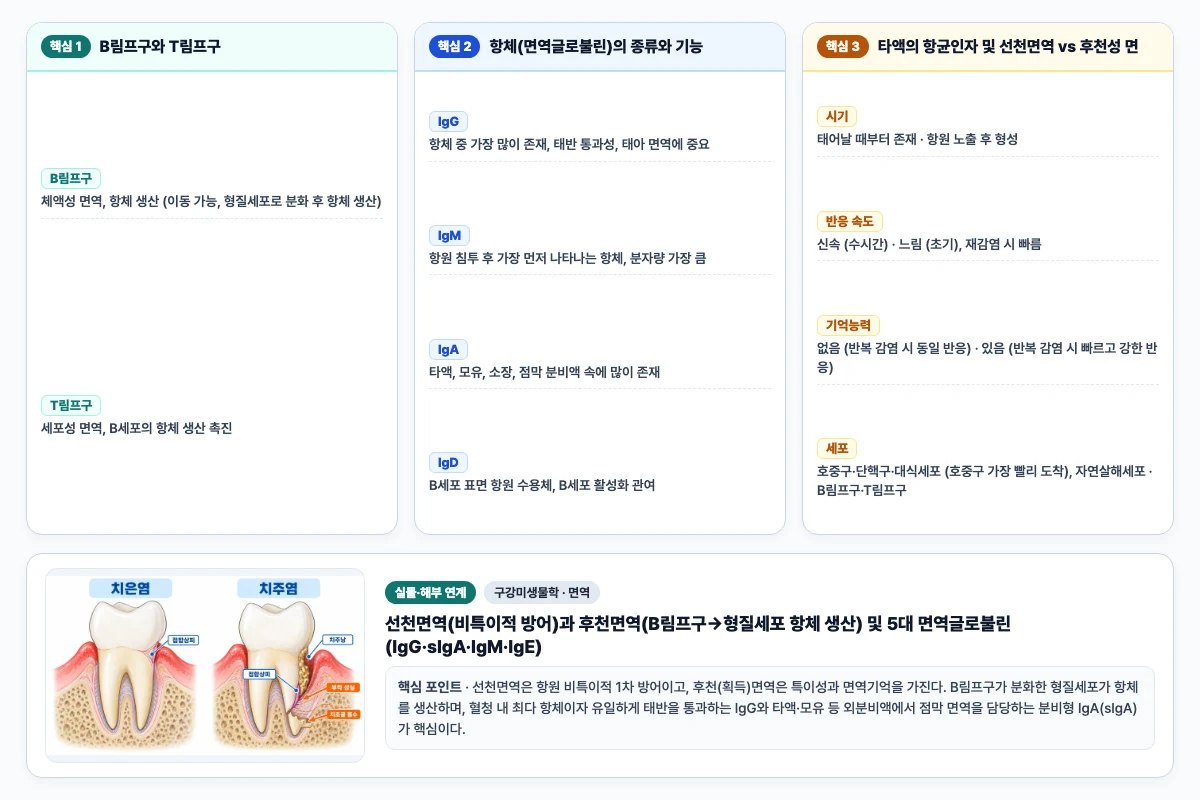 구강미생물학 면역 핵심 비교 및 단계별 기전 도해