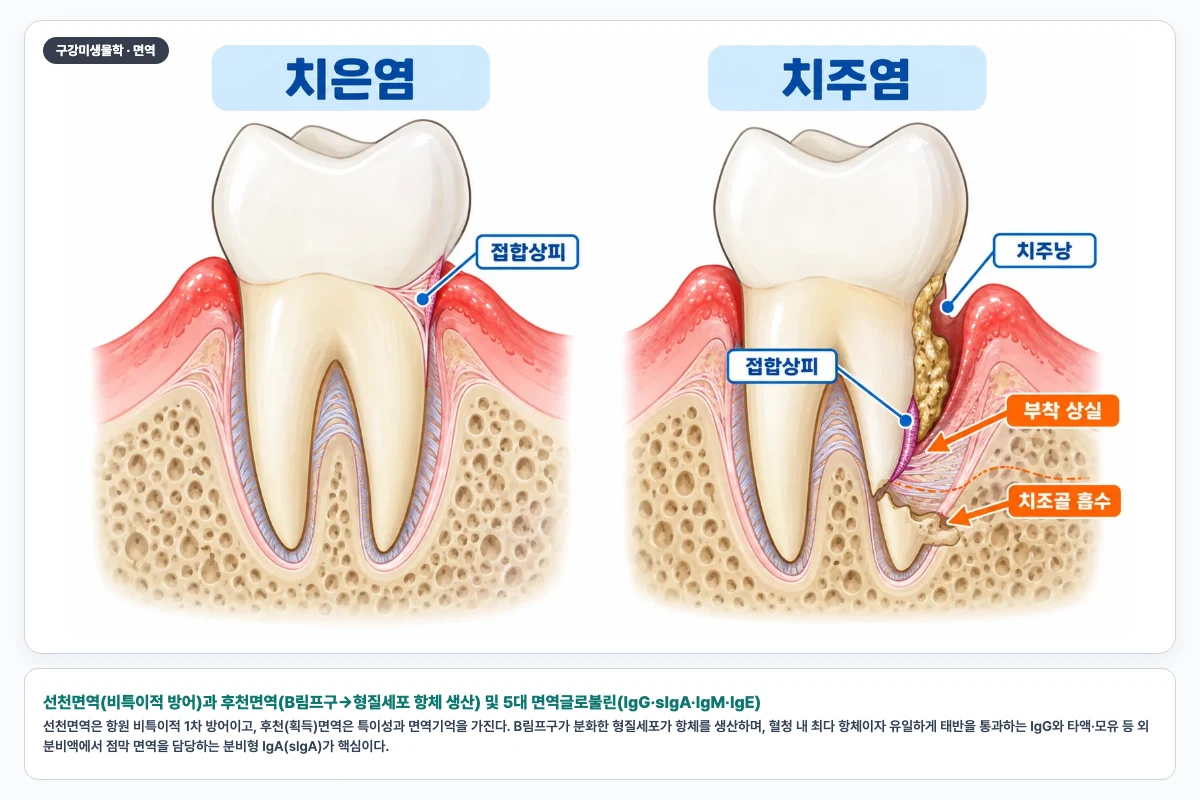 선천면역(비특이적 방어)과 후천면역(B림프구→형질세포 항체 생산) 및 5대 면역글로불린(IgG·sIgA·IgM·IgE)