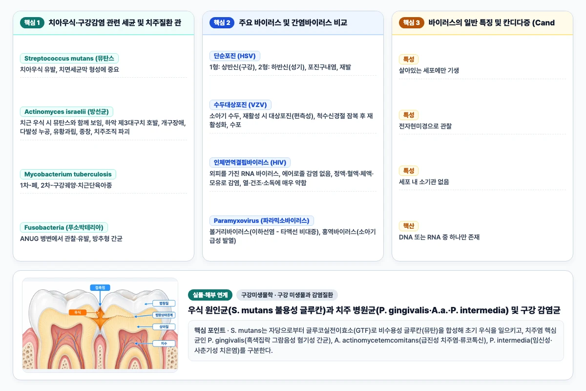 구강미생물학 구강 미생물과 감염질환 핵심 비교 및 단계별 기전 도해