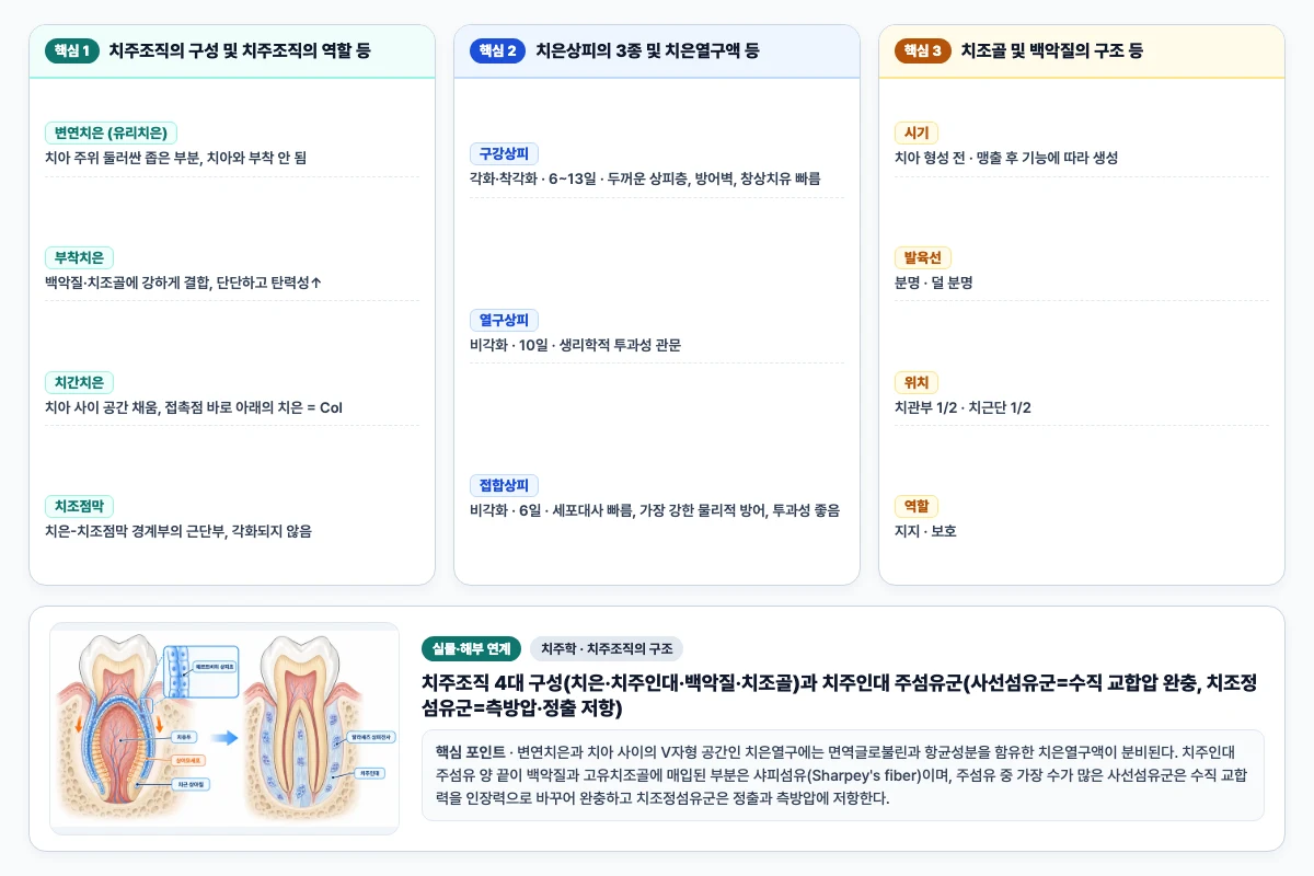 치주학 치주조직의 구조 핵심 비교 및 단계별 기전 도해