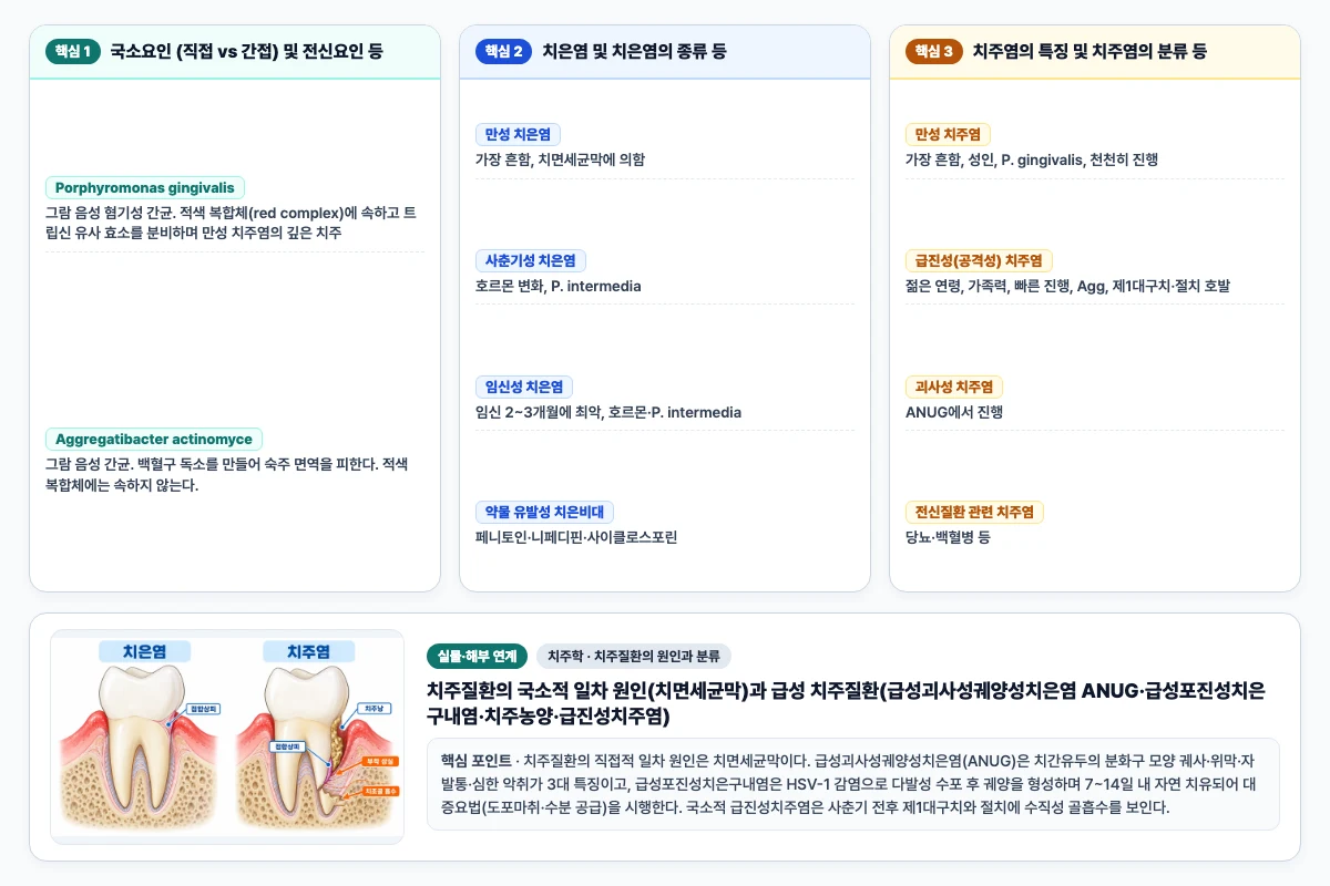 치주학 치주질환의 원인과 분류 핵심 비교 및 단계별 기전 도해