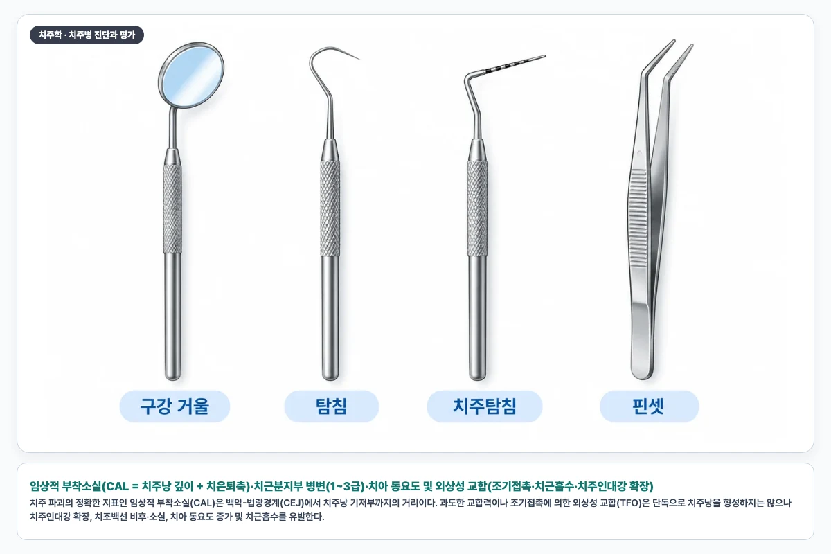 임상적 부착소실(CAL = 치주낭 깊이 + 치은퇴축)·치근분지부 병변(1~3급)·치아 동요도 및 외상성 교합(조기접촉·치근흡수·치주인대강 확장)