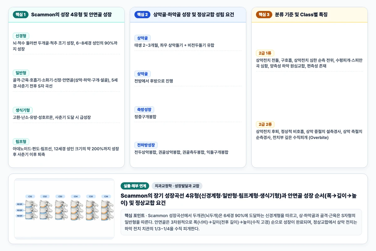 치과교정학 성장발달과 교합 핵심 비교 및 단계별 기전 도해